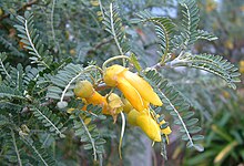 Sophora-molloyi-draci-gold.jpg