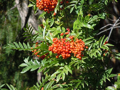 Sorbus scopulina (5066417808)