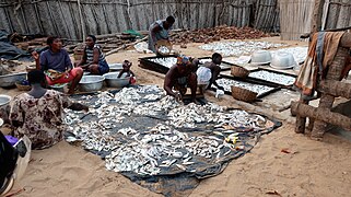 Préparation du poisson pour le fumage.