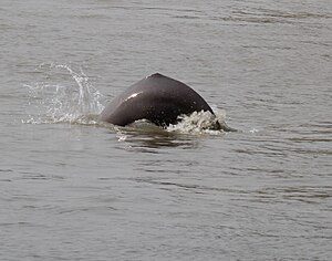 Gangeški Delfin: Taksonomija, Etimologija, Razširjenost