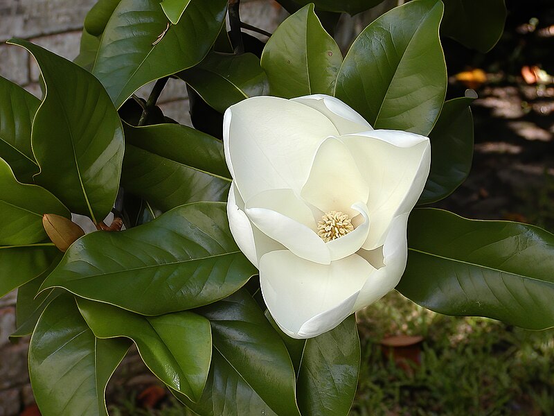 File:Southern magnolia -- Magnolia grandiflora.jpg