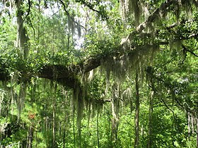 Spanish moss at Moores Creek National Battlefield in Pender County, North Carolina