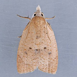 <i>Sparganothoides</i> Genus of tortrix moths