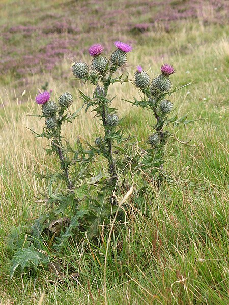 File:Spear Thistle, Scotland 1.jpg