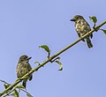 * Nomination Speckled tinkerbirds (Pogoniulus scolopaceus) --Charlesjsharp 18:32, 4 December 2023 (UTC) * Promotion  Support Good quality. --Robert Flogaus-Faust 21:43, 4 December 2023 (UTC)