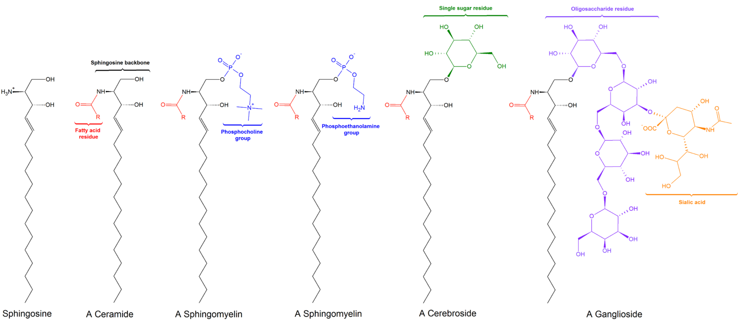 Enfermedad de Niemann-Pick - Wikipedia, la enciclopedia libre