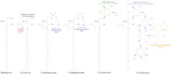 Enfermedad de Niemann-Pick - Wikipedia, la enciclopedia libre