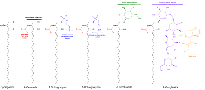 スフィンゴ脂質の構造