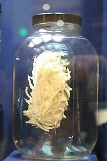 <i>Oneirophanta mutabilis</i> Species of sea cucumber