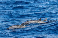 Spinner Dolphin Alphonse Atoll 07-2017.jpg