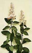 Spiraea alba var. latifolia WFNY-093A.jpg