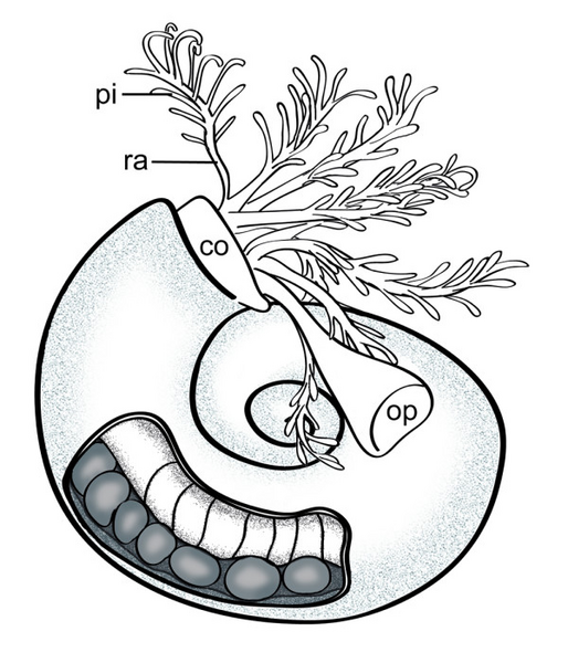 File:Spirorbis scheme.png