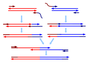This image shows how OE-PCR might be utilized to splice two DNA sequences (red and blue). The arrows represent the 3' ends Splicing by Overlap Extension PCR.svg