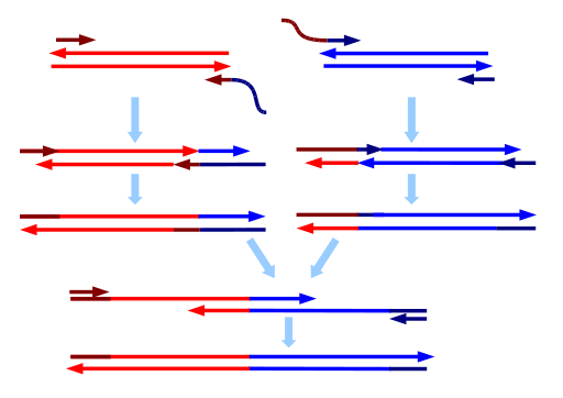 File:Splicing by Overlap Extension PCR.svg