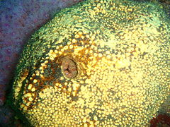 Kelp crab hiding in a sponge