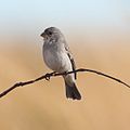 Plumbeous Seedeater, compare the beaks