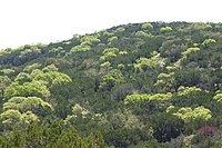 Vista das copas das árvores com um crescimento claro da primavera espalhado entre as sempre-vivas mais escuras