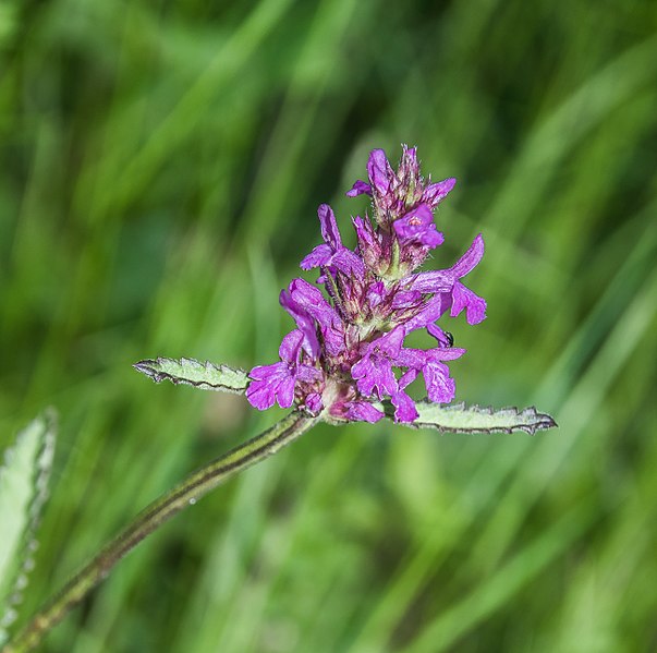 File:Stachys officinalis flower.jpg