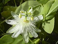 Passiflora subpeltata