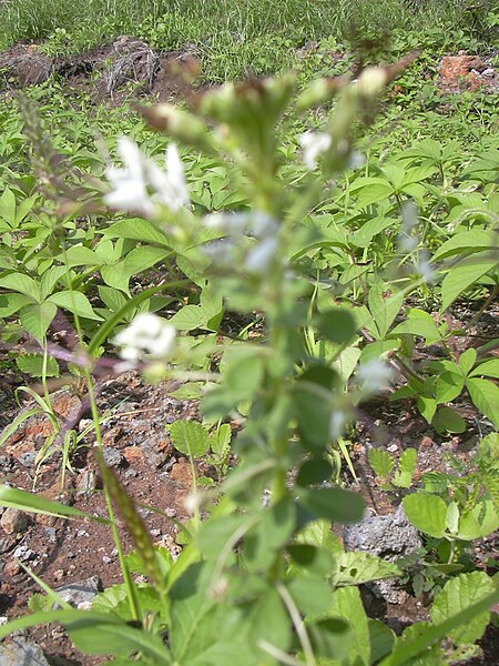 File:Starr 040117-0023 Cleome gynandra.jpg