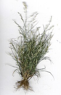 <i>Eragrostis pectinacea</i> Species of plant