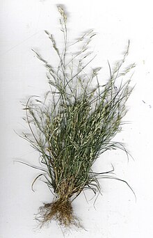 סטאר 040408-9001 Eragrostis pectinacea.jpg