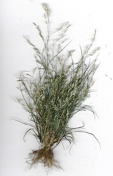 File:Starr 040408-9001 Eragrostis pectinacea.jpg