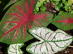 Starr 071024-9740 Caladium bicolor.jpg