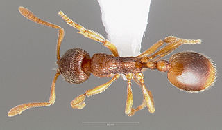 <i>Stenamma snellingi</i> species of insect