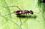 Miniatura para Micropezidae