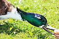 * Nomination Anas platyrhynchos (male) bits --Usien 05:17, 5 July 2014 (UTC) * Decline Blurred, feathers lacking of fine details. Overexposed areas in the green. --Cccefalon 06:05, 5 July 2014 (UTC)