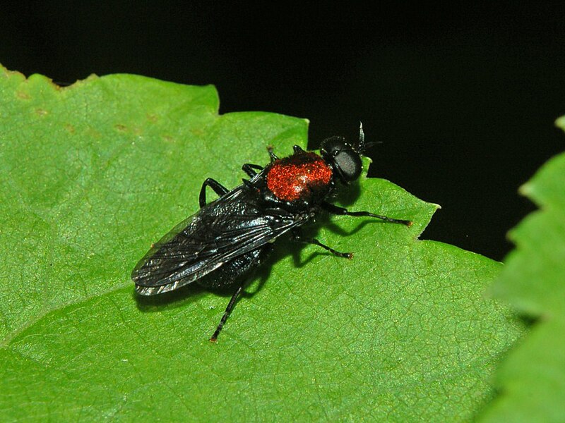 File:Stratiomyidae - Clitellaria ephippium-1.JPG