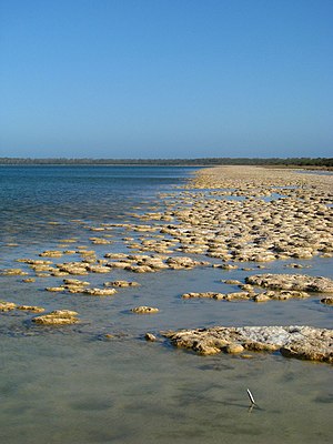 Stromatolithe: Les stromatolithes dans le passé, Les stromatolithes contemporaines, Modèles de croissance