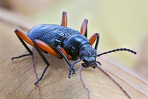 Un coléoptère de l'espèce Tenebrionidae Strongylium. (définition réelle 3 944 × 2 629)