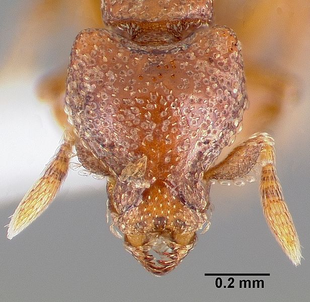 File:Strumigenys dexis casent0005517 head 1.jpg