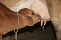 * Nomination: Suckling calf, near Mehsana, Gujarat, India. --Yann 12:56, 28 September 2014 (UTC) * * Review needed