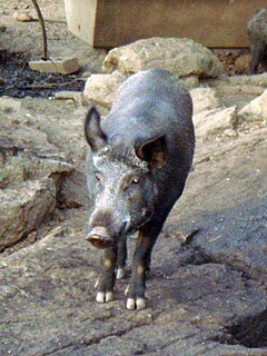 Sarda pig Pig breed