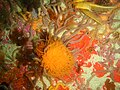 開普敦半島的礁岩南方所發現的太陽軟珊瑚