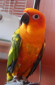 A young female sun conure hatched in captivity Sunny D Pheonix, hand fed Sun Conure in captivity. Photo by Cory Waheed.jpg