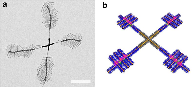 File:Supramolecular assembly of micelles6.jpg