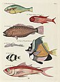 Surreal illustration of fishes and crabs found in Moluccas (Indonesia) and the East Indies by Louis Renard, digitally enhanced by rawpixel-com 59.jpg