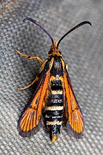 Synanthedon chrysidipennis