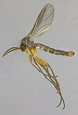 Synapha vitripennis