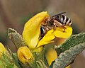 * Nomination Synhalonia foraging on Phlomis. --Gidip 05:34, 24 July 2011 (UTC) * Decline Lack of sharpness/motion blur. --Quartl 07:17, 28 July 2011 (UTC)