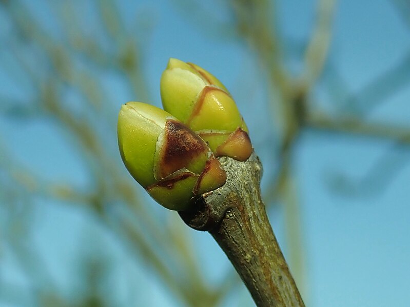 File:Syringa vulgaris 2019-02-15 5741.jpg