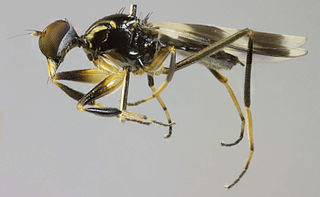 <i>Tachydromia umbrarum</i> Species of fly