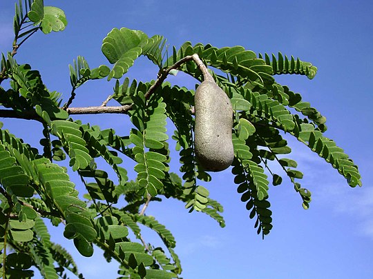 540px-Tamarindus_indica%2C_leaves%2C_pod.jpg