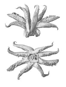Arms and buccal mass of the squid Taningia danae. As in other Octopoteuthidae, the tentacles are absent in adults. Taningia danae7.jpg