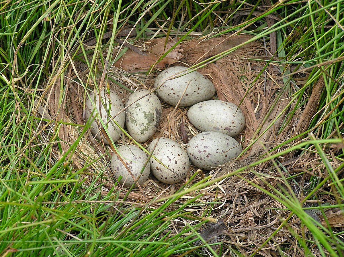 File:Tasmanian Native Hen Nest and Eggs.jpg - Wikipedia.