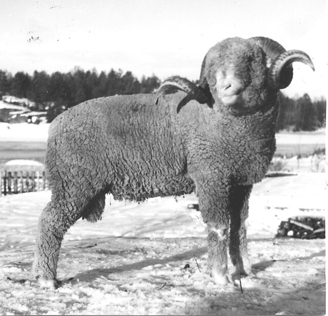 Fotografi av Tautervær fotografert rundt 1910. Denne væren har imponerende horn, men det vanligste var at tauterværen var kollet